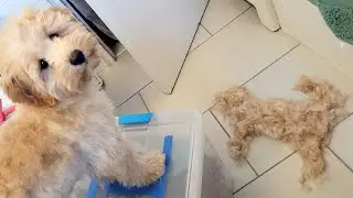 watch this puppy's first grooming session