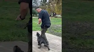 Кане корсо Маркус