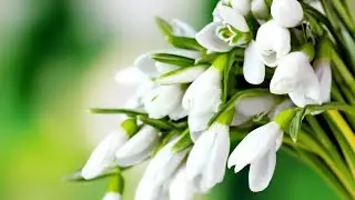 Аллочка  / С весенним праздником /Здоровья и тепла/