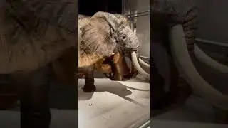 The Secret World of Elephants–Sneak Peek!