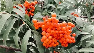 🪆 Игры народов России — «Заря - заряница» ☀