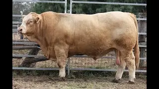 Быки как бизнес. Быки Симменталы. Быки на откорме. МЭЦ. КРС.