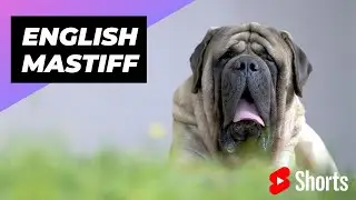English Mastiff 🐶 One Of The Biggest Dog Breeds In The World 