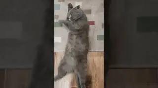 наши котики чудики
