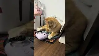 My little orange cat