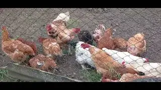 На улице пошел сильный дождь. Птицы все спрятались.