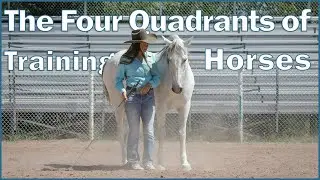 Understanding the Four Quadrants of Training Horses