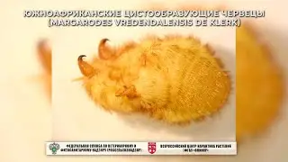 Южноафриканские цистообразующие червецы (Margarodes vredendalensis de Klerk)