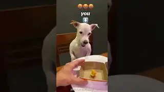jazz secrets like a big burger meal