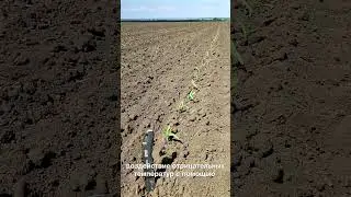 ❄️Имитация заморозков на кукурузе