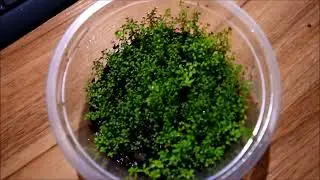 534. Tropicek 50L.  Start na ciemno  -  start na jasno.