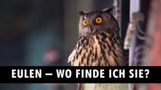 So gelingt es dir Eulen zu fotografieren!