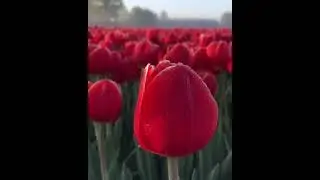 Herşey O'na Sebepmiş
