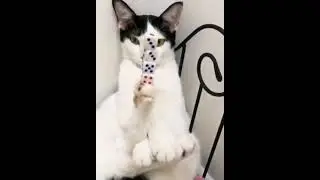 котики
