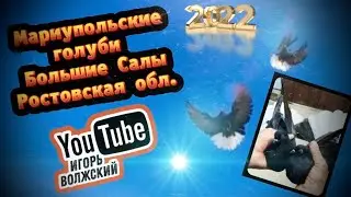 Мариупольские голуби у Паши. Большие Салы Ростовская область. 2022