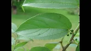 The CBD- only Plant (Trema micrantha) Create Yourself Designer Frequency, Pain Reliever, Anti-nausea