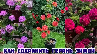 Как сохранять  и омолаживать герань?