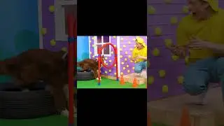 Dog makes it to the finish