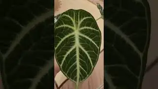 БЛЭК ВЕЛЬВЕТ, ИЛИ НИНДЗЯ? 