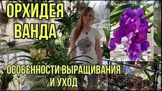 Vanda orchid in a glass vase. Home care.