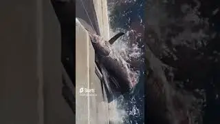 Mako shark attacks swordfish!