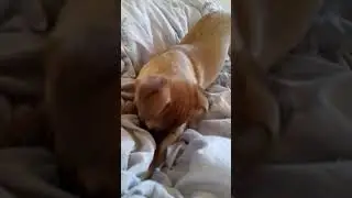 Pop pup