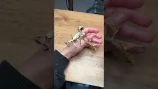 А какими вы были бы животным? 🐸 #палочники