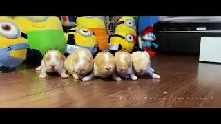 Крольчата Карликовые Малыши