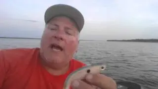 Labor Day 2015 Swimbait's Fish-On
