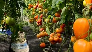 Не мог не поделиться с вами этим!!!!!