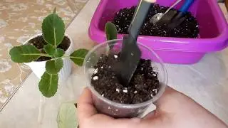 Размножение глоксинии макушкой