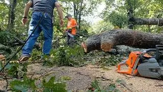 Emergency Tree Removal