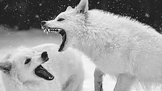 Wolf Growling / Snarling Sound Effects