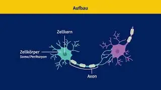 Nervenzelle – Bau und Funktion einfach erklärt | sofatutor