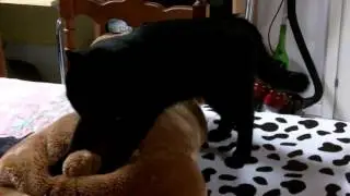 Bi e Natalino