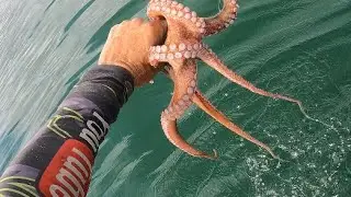 WATCH THIS VIDEO OF FISHING OCTOPUS TRAPS!!!