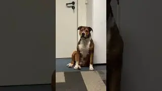 В туалет он хочет но пока еще так не сильно 😂 когда сильно сильней намекает ) но не гадит