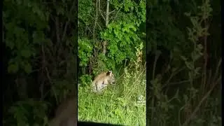 Тигр в лесу