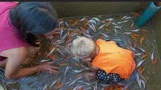 ESCOLHENDO CARPAS PARA NOSSO LAGUINHO.