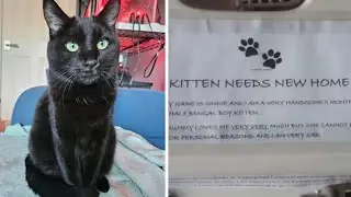Kitten Found In IKEA Parking Lot With A Heartbreaking Note That Shocked Everyone