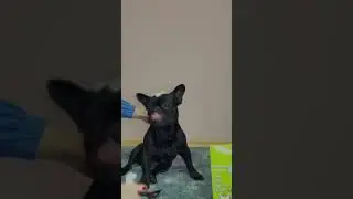 CAT&DOG Benefits піна для миття шерсті у котів та собак