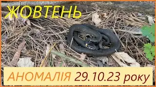 Сюрпризи теплої осені... #гриби #змія #вуж