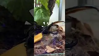 Meet the Hercules Beetle
