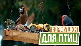 Чем кормить уличных птиц ☘ Кормушки для птиц