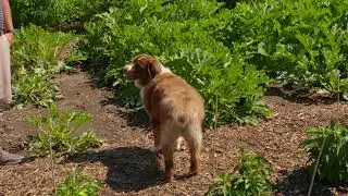 Southern Hills Country Club Vegetable Garden Tour