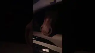 лошади кушают лаваш  в машине