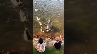 Feeding the ducks