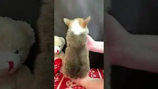 Корги пемброк очаровательный малыш 1 месяц