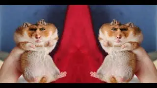 Стих про хамичка