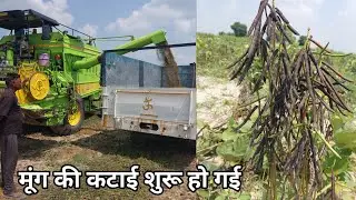 मूंग की कटाई शुरू हो गईक्या अपने मुंग निकलना शुरू कर दिया अगर हां तो आपकी क्या एवरेज रहा है